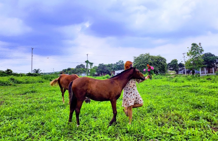 Caballos en Monte Sinaí
